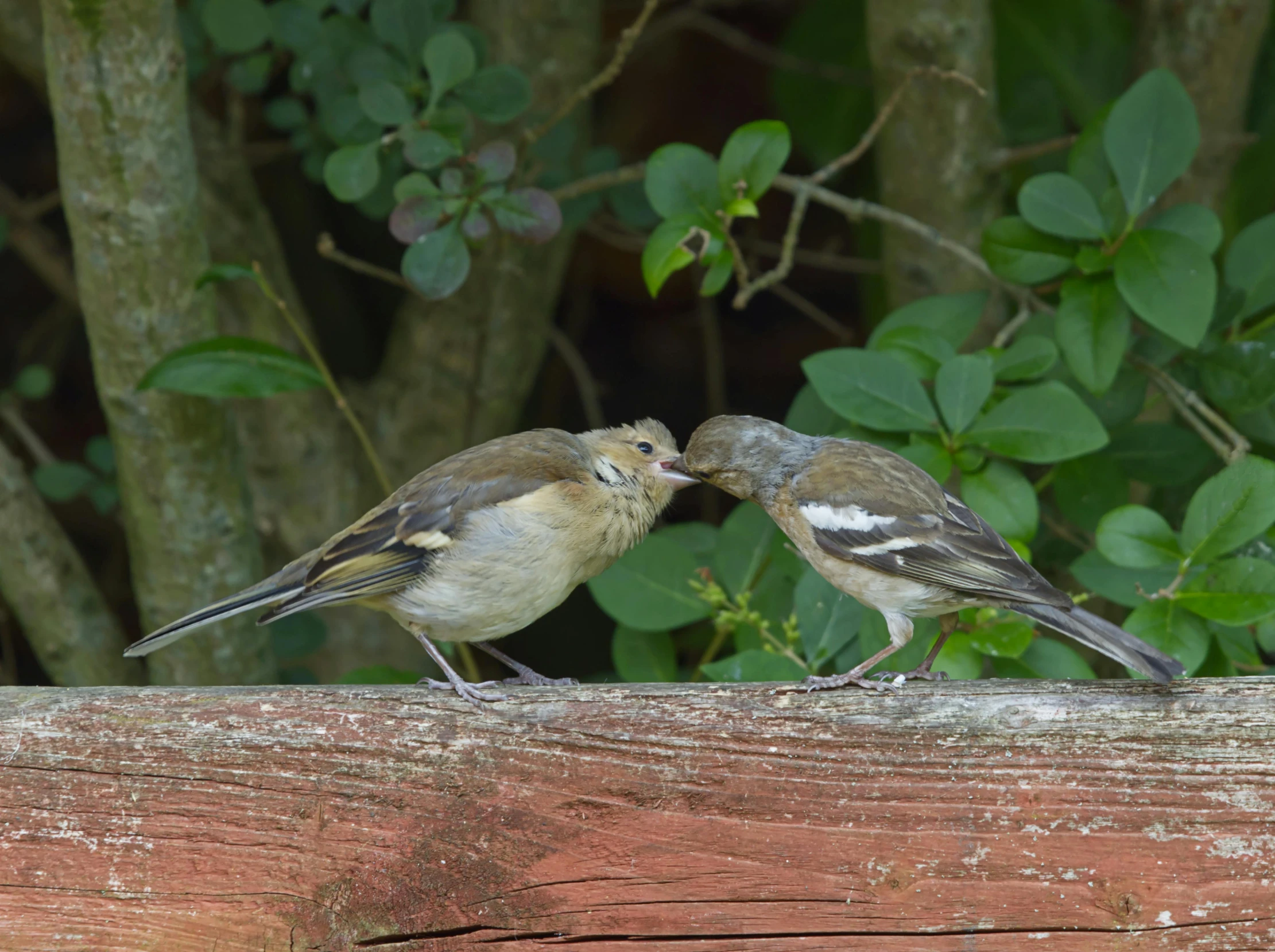 two birds on a fence and one is kissing