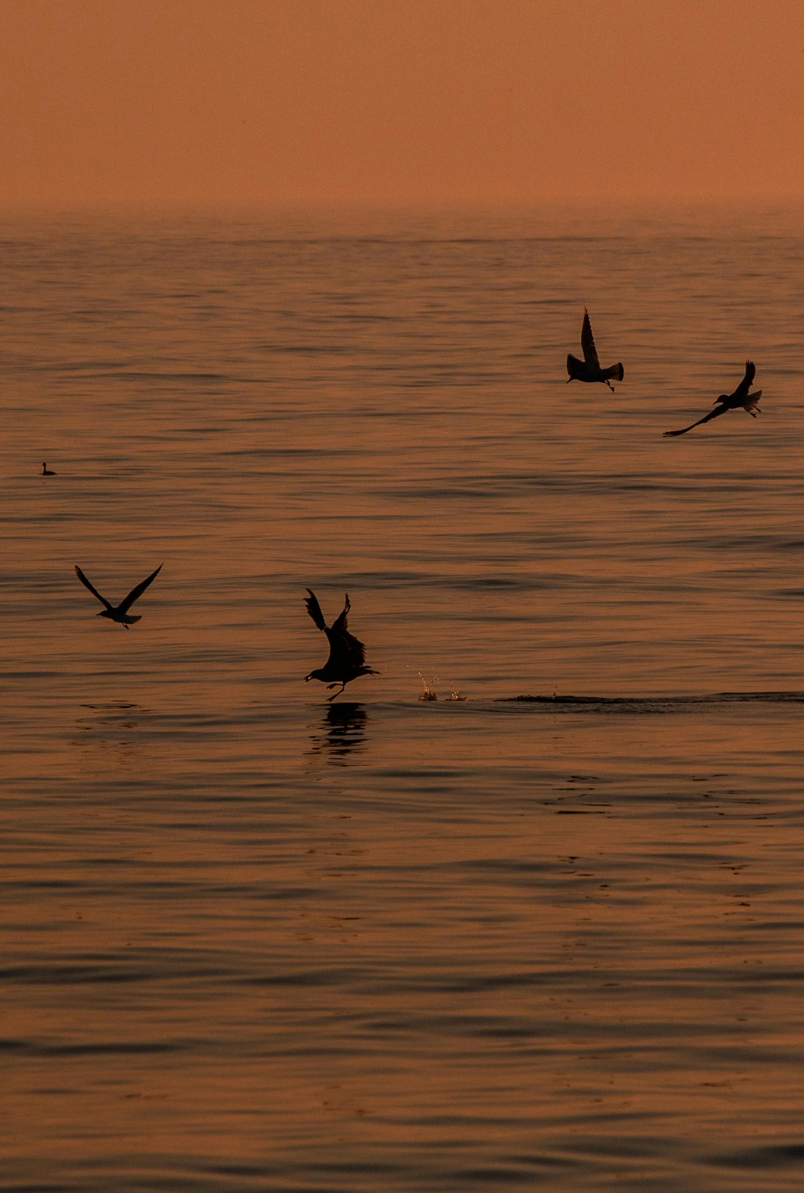 some birds flying across a body of water at sunset