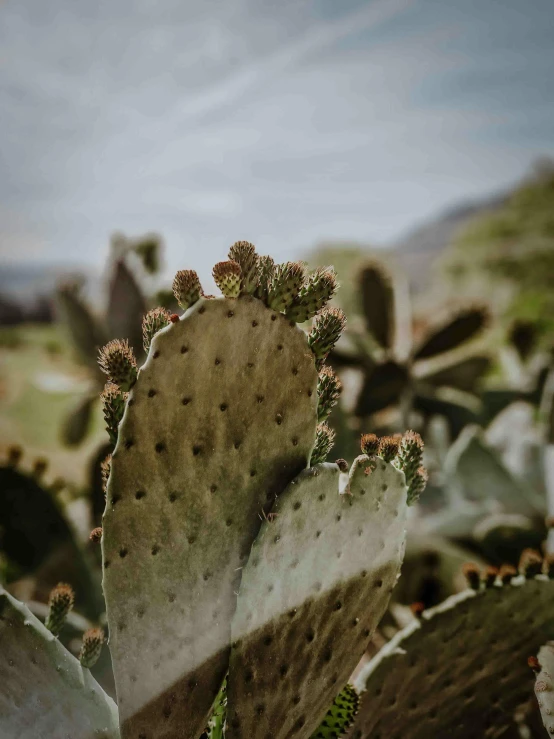 a close up of a cactus and some dirt