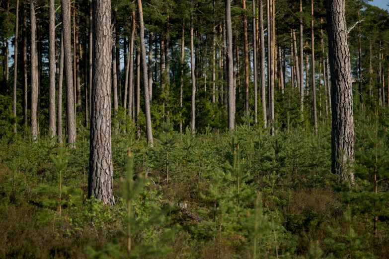 a forest of trees is filled with thin, skinny pines