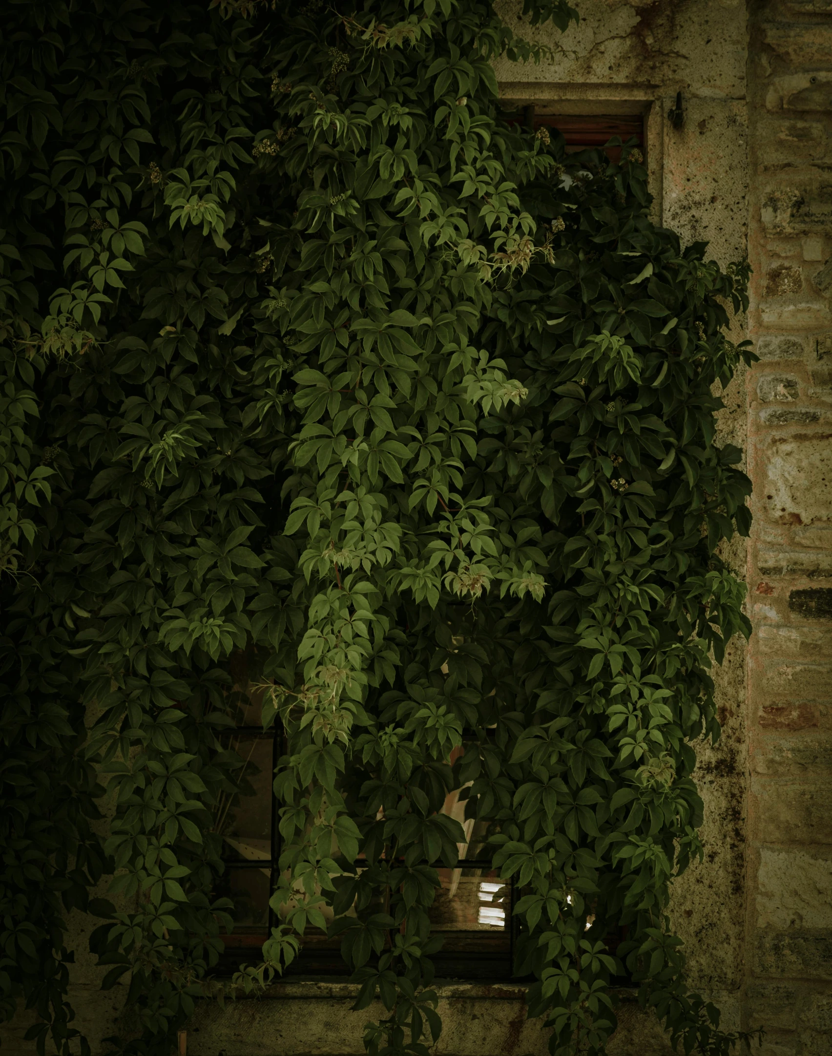 a window covered in green foliage next to a brick wall