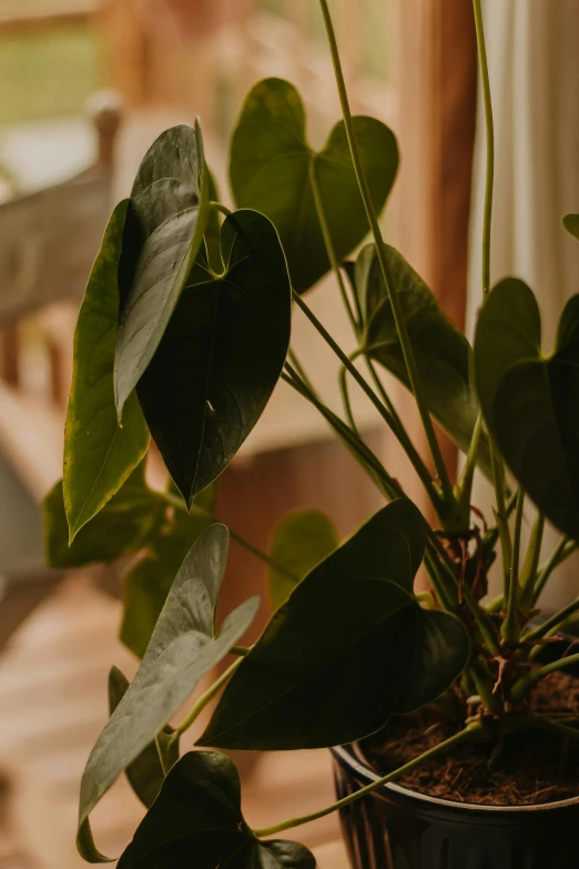 a close up of a plant with green leaves