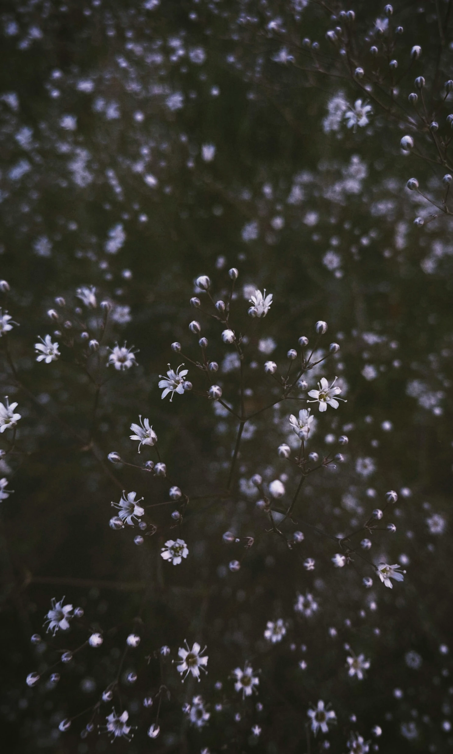 white flowers that are out in the woods