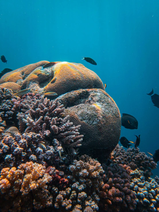 an underwater view of fish near an area with corals