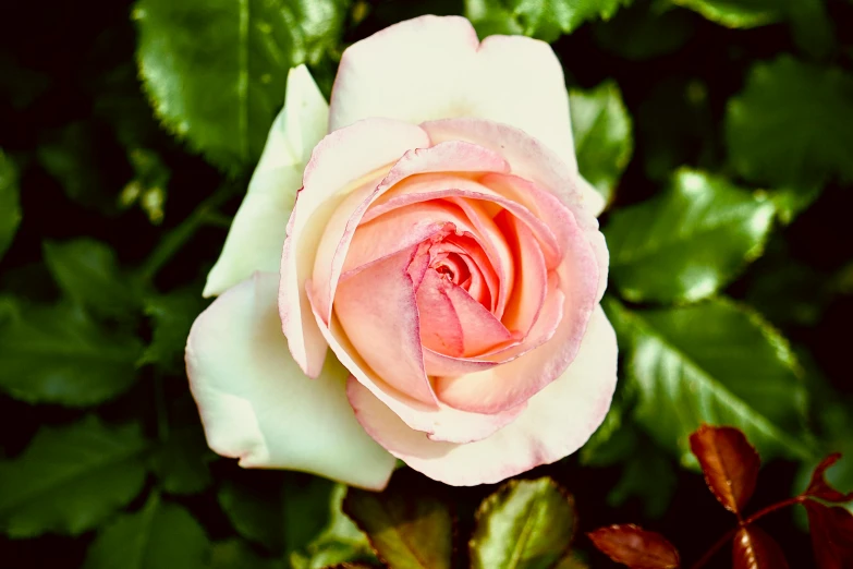 a pink rose that is blooming on top of green leaves