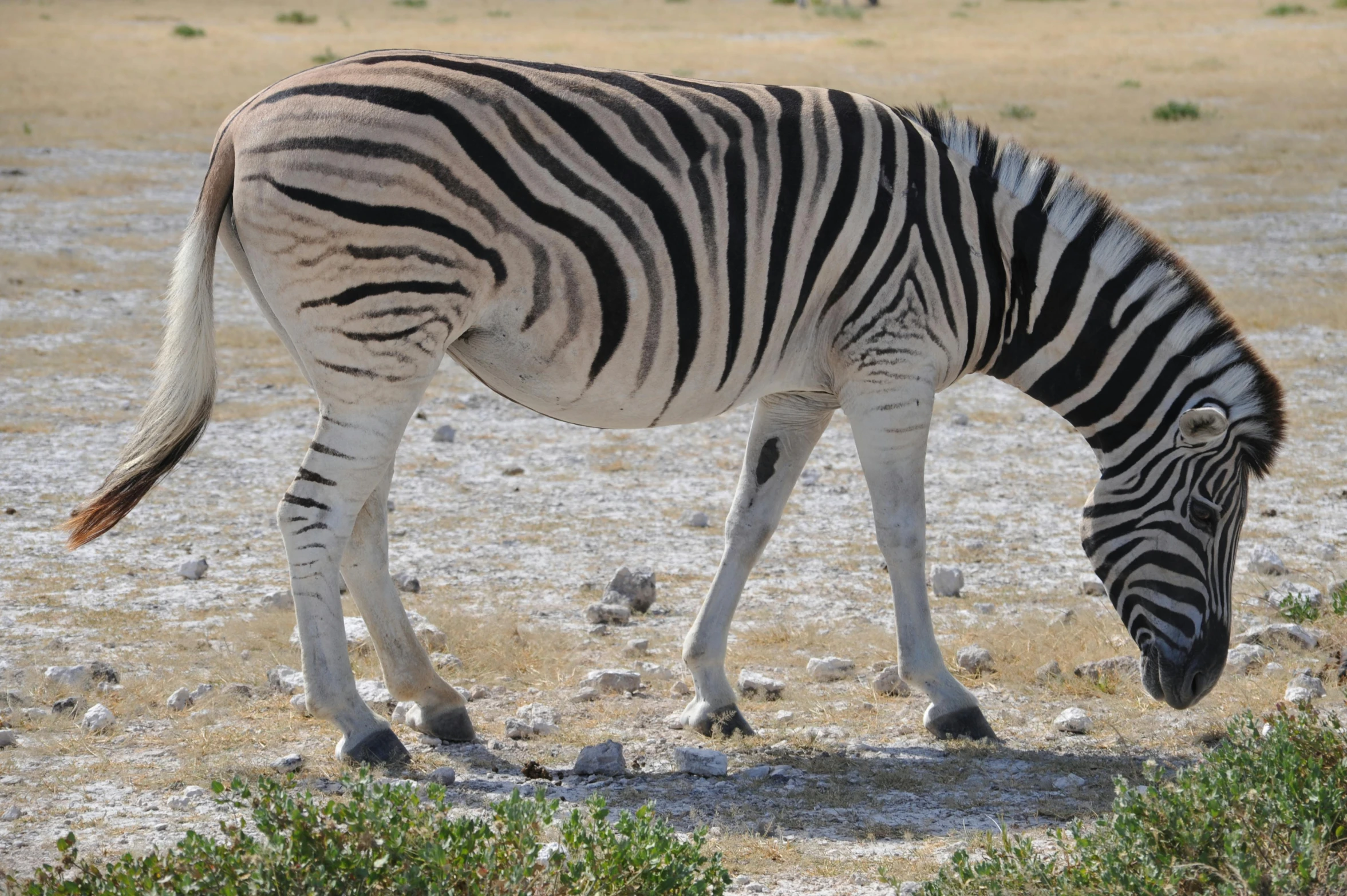 a ze eating grass in the desert in front of a sandy landscape