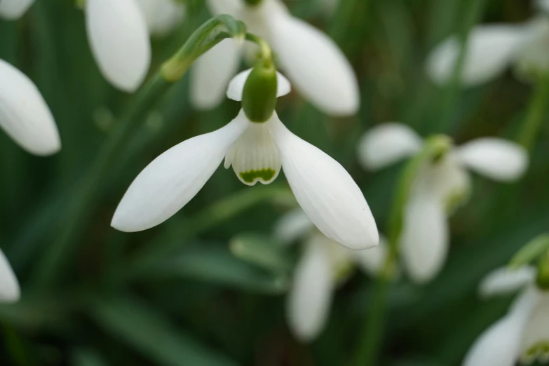 a picture of snowdrops on some white petals