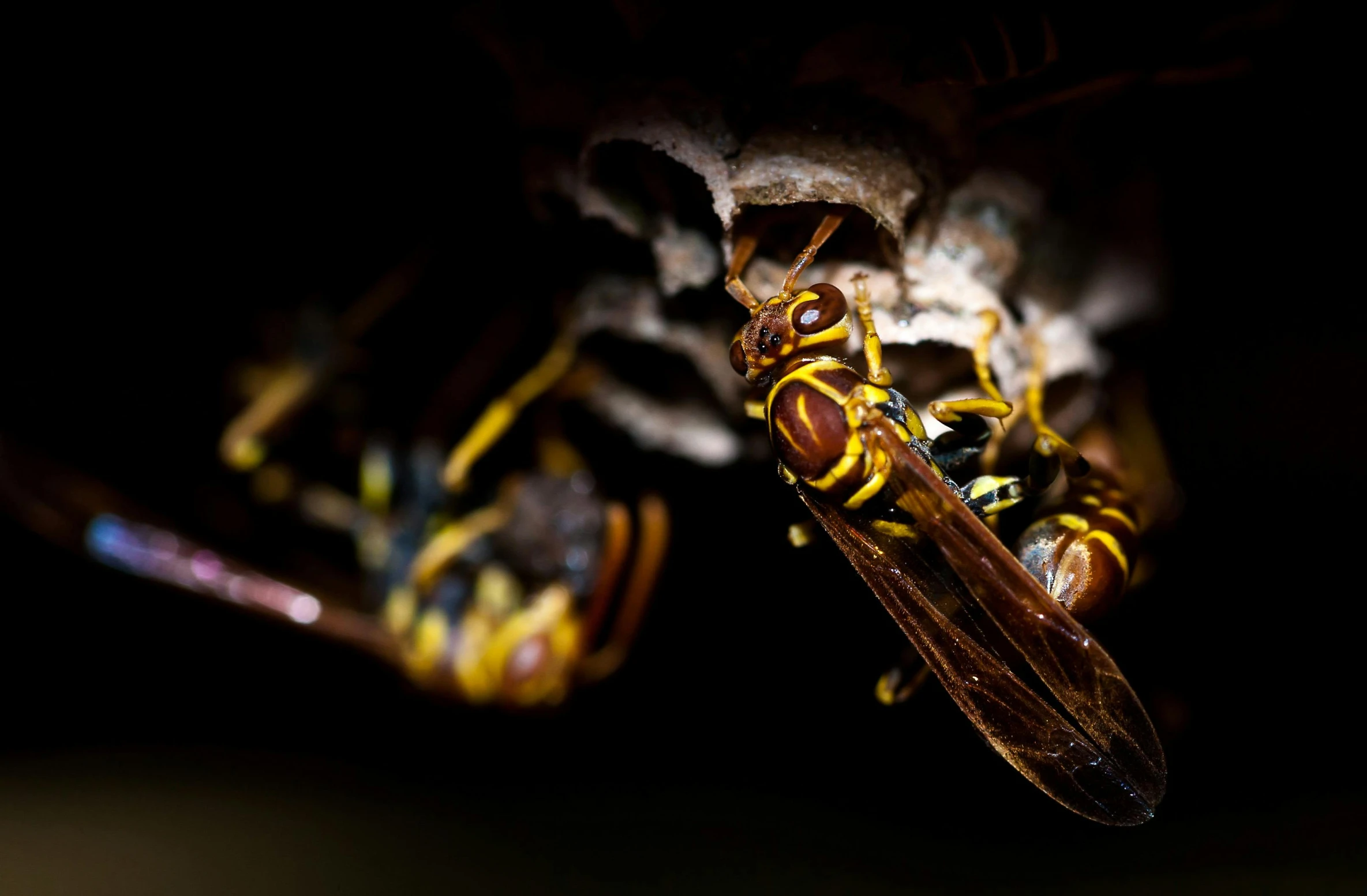 two bees, one yellow and the other brown, are in dark room