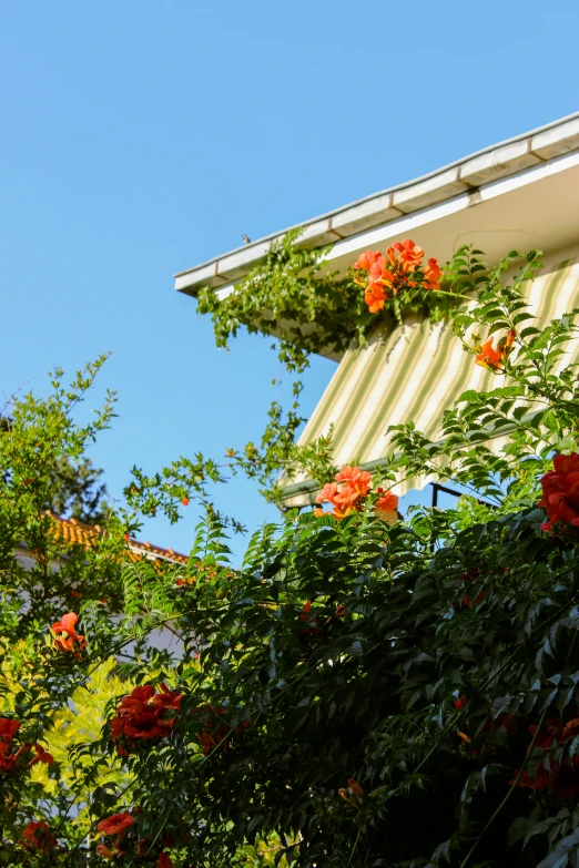 the view of trees and red flowers from below