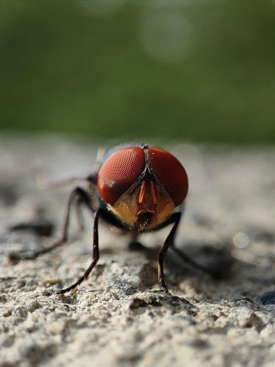 a bug sitting on top of a rock near a field