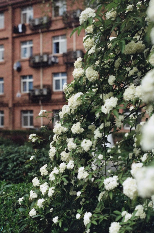 a bush with flowers next to a tall building