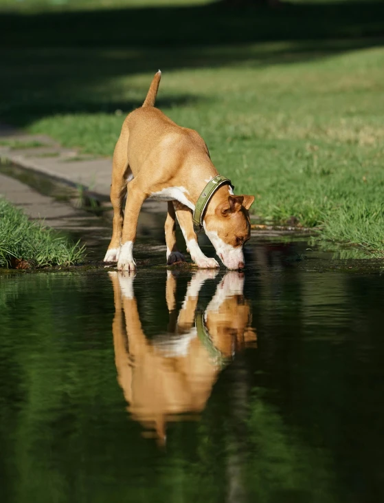 a brown and white dog is standing in the water