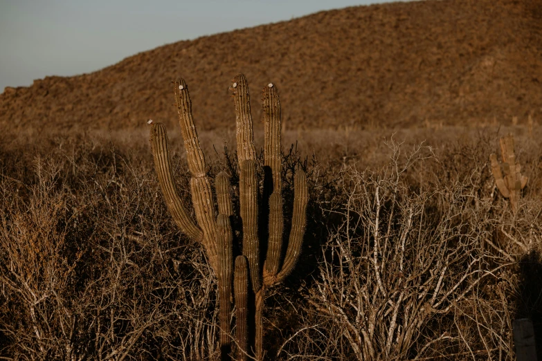 a large cactus in a very tall, dry, wooded area