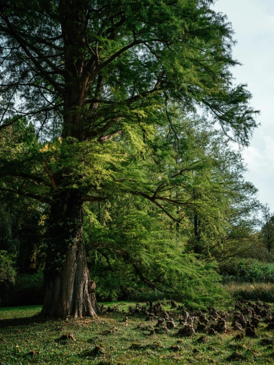 an empty bench sitting next to a large tree