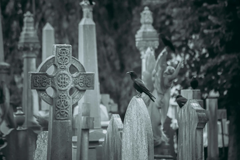 a black and white po of a bird on a grave