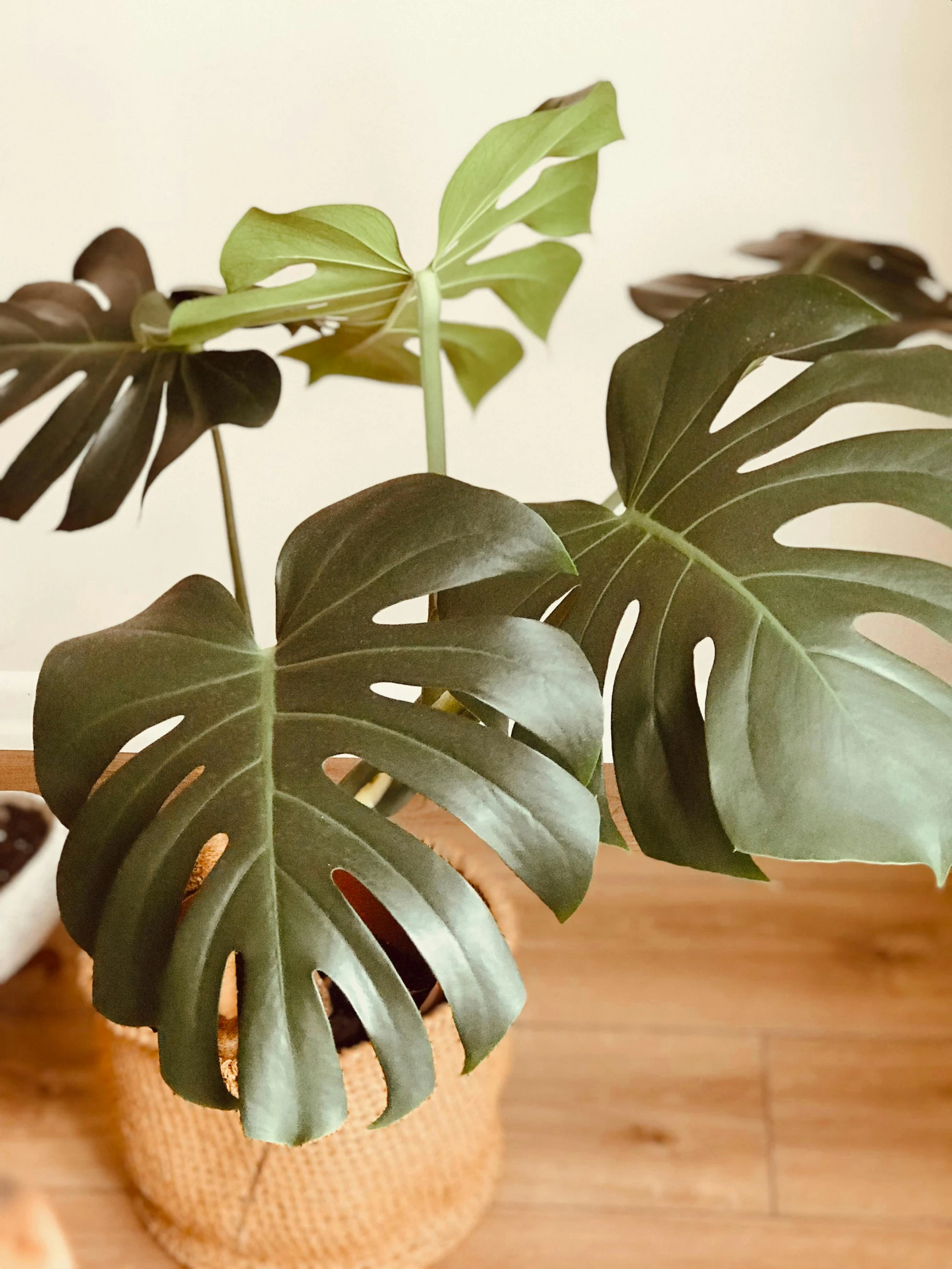 a plant in a basket sitting on top of a wooden table