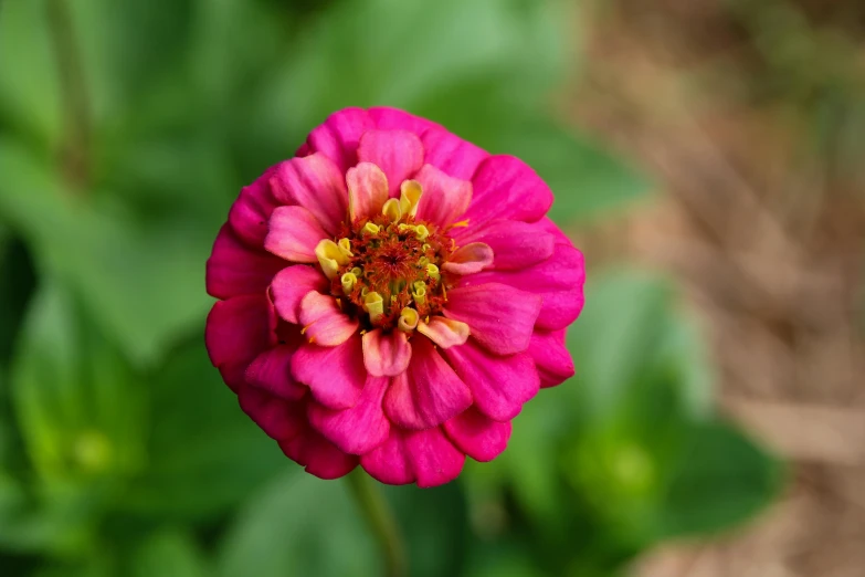 a pink flower that is on a plant