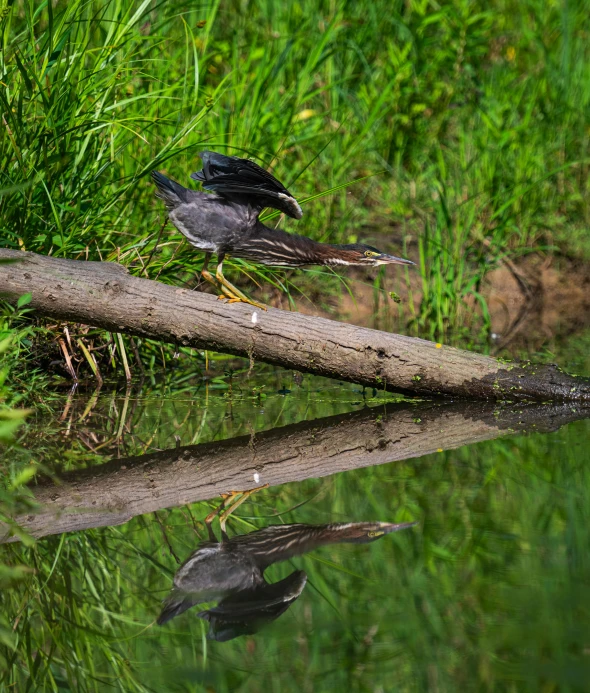 two birds walking in the grass next to a log