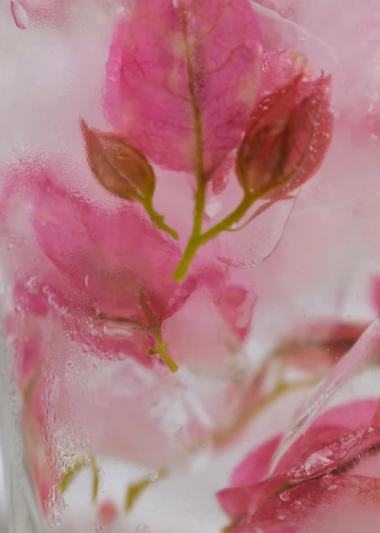 the petals of this flower are still in the vase