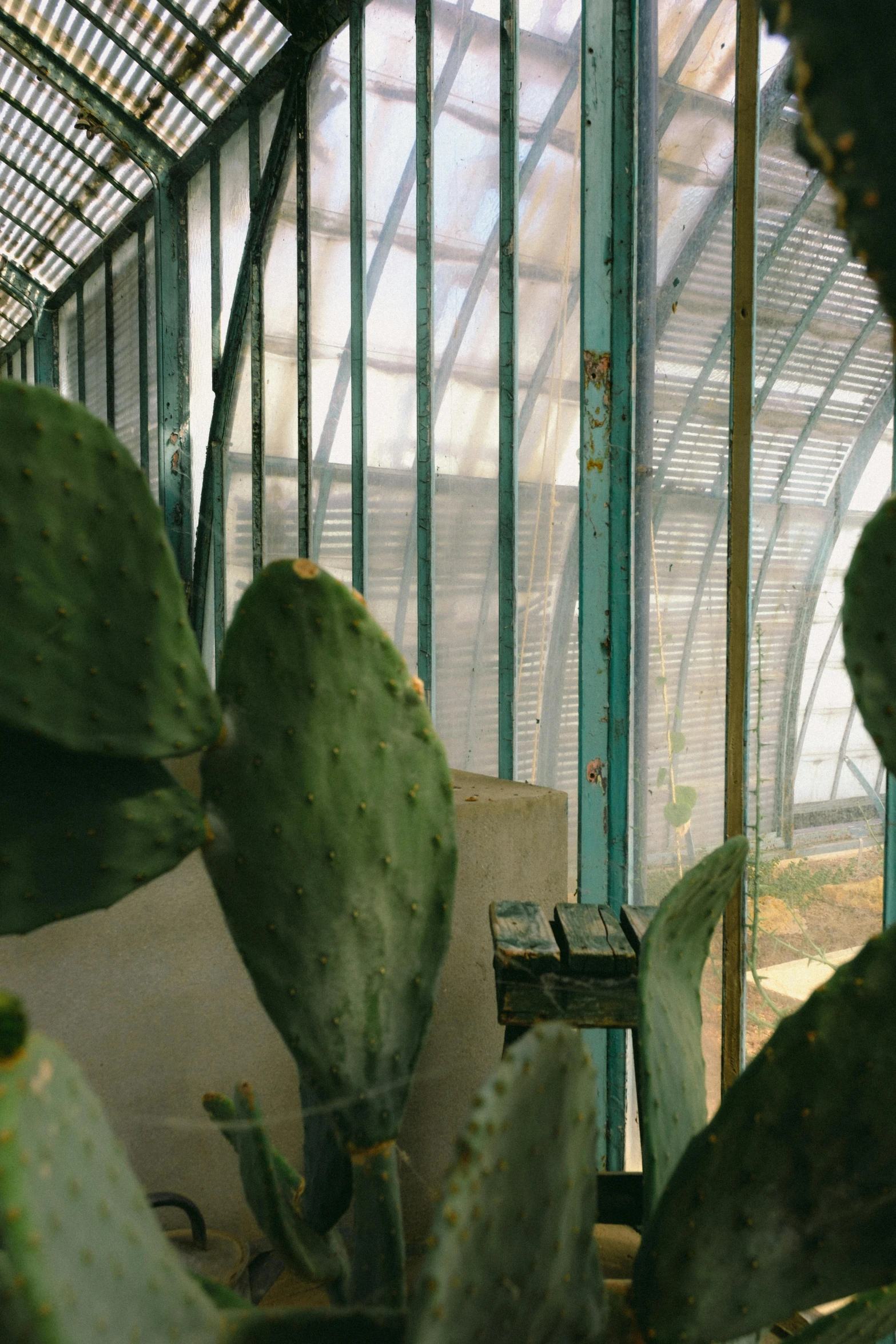 cactus in front of window inside a greenhouse