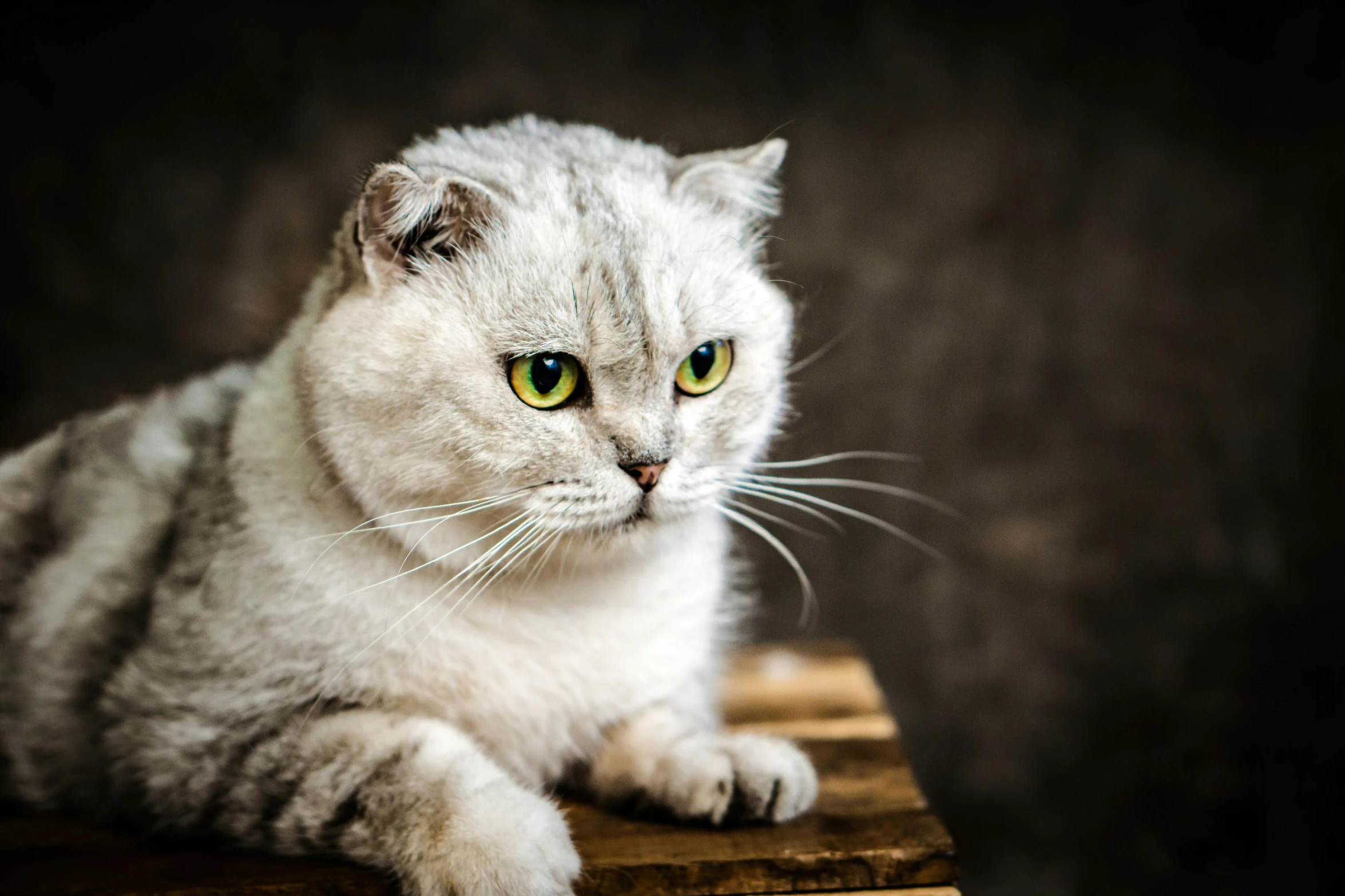 a gray and white cat on wooden table looking at the camera