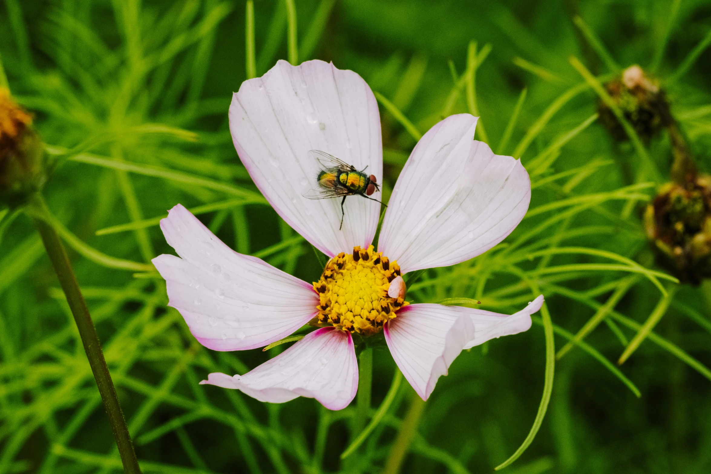 a bee sitting on the tip of a flower