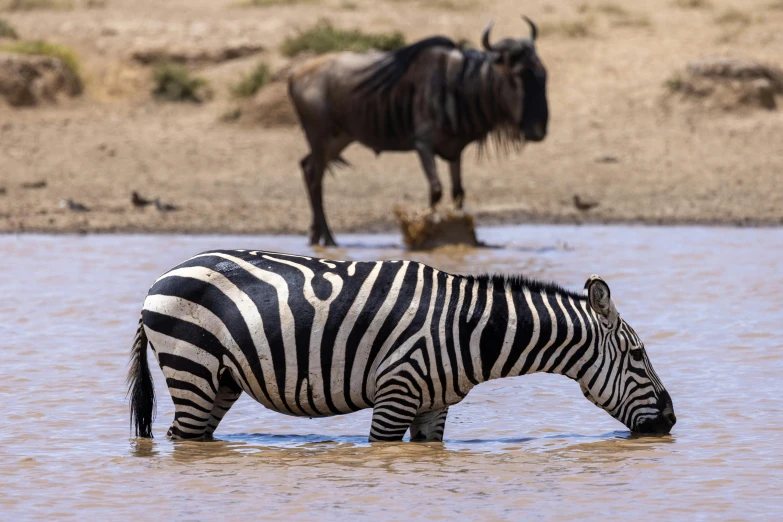 a ze standing in a river next to another animal