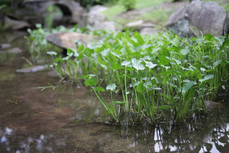 some very pretty plants in some water near the rocks