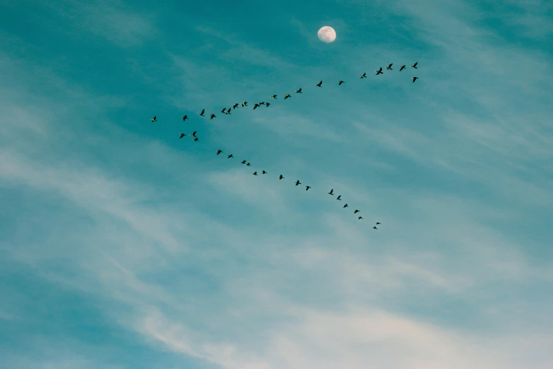 a flock of birds flying through a blue sky