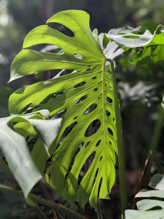 a large green leaf with holes on it