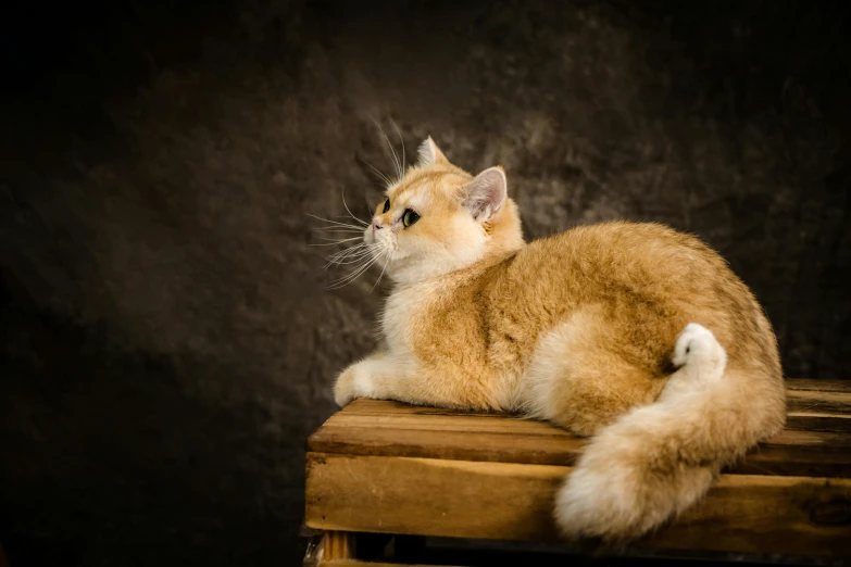 a very cute looking cat laying on a wooden bench