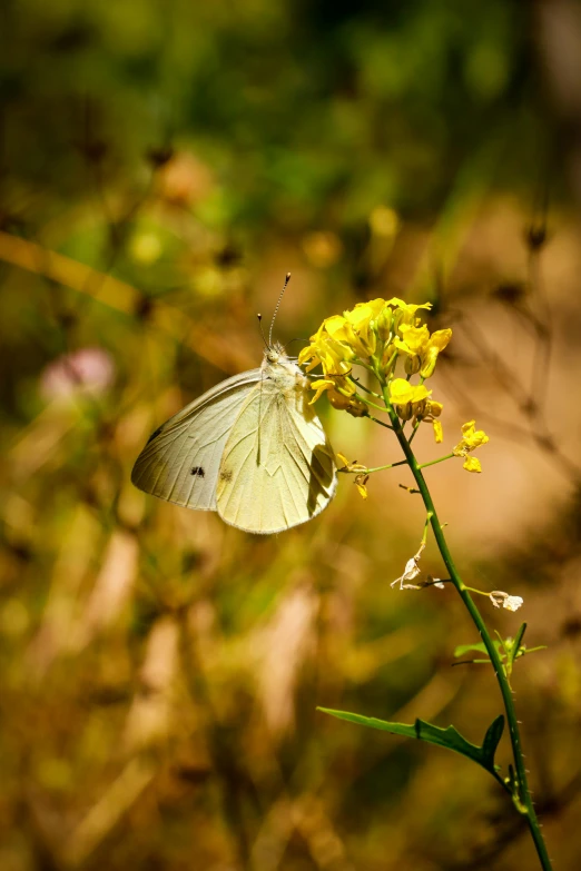 a white erfly is standing on the yellow flower