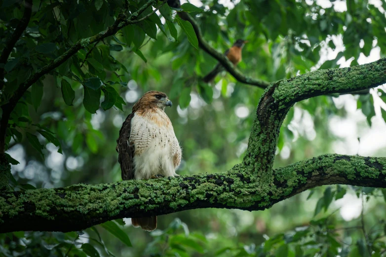 a bird sits on a nch covered in mossy leaves