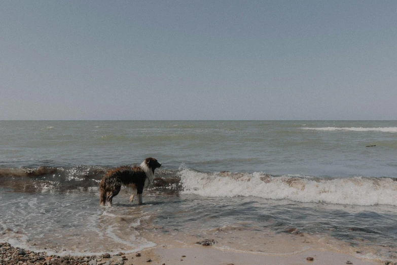 the dog is standing in the ocean waves