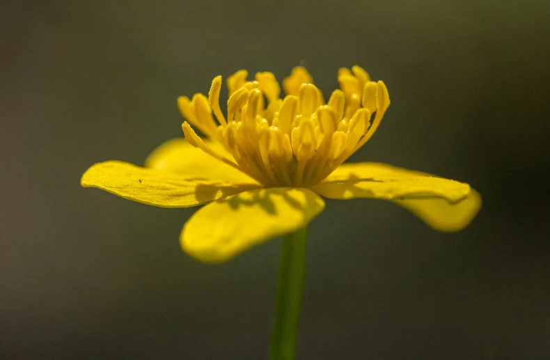 a large yellow flower with lots of water droplets on it