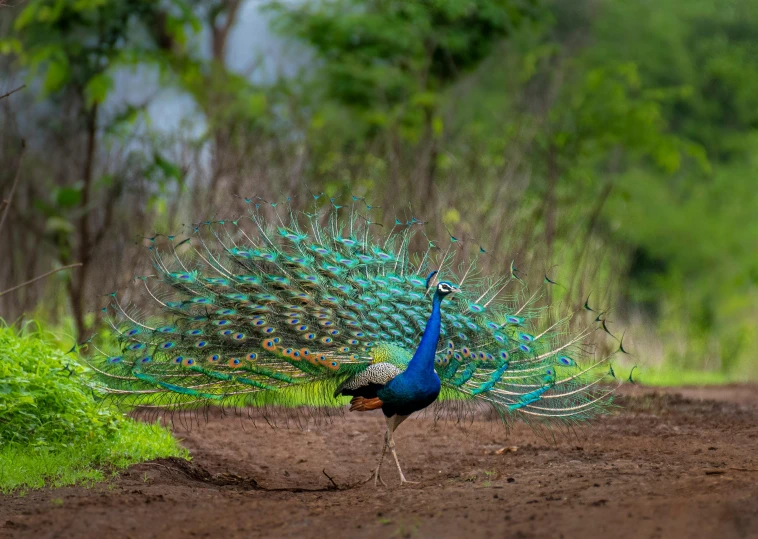 a peacock is standing on the dirt with its tail spread