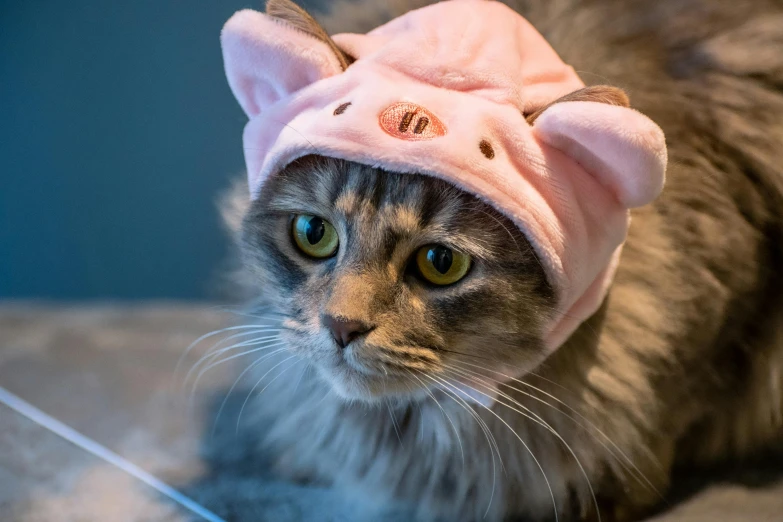 a grey cat with a pink hoodie on