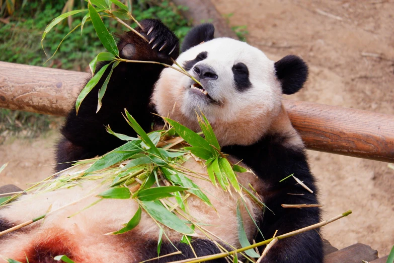 a panda eating bamboo with a stick in it's mouth