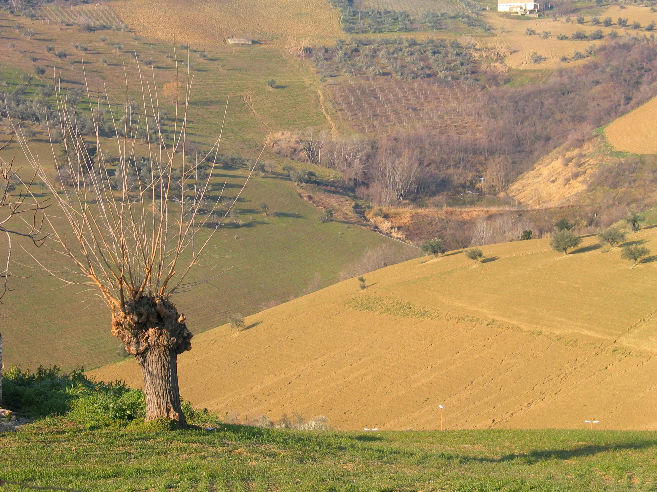 a lonely tree on a hill with mountains in the distance