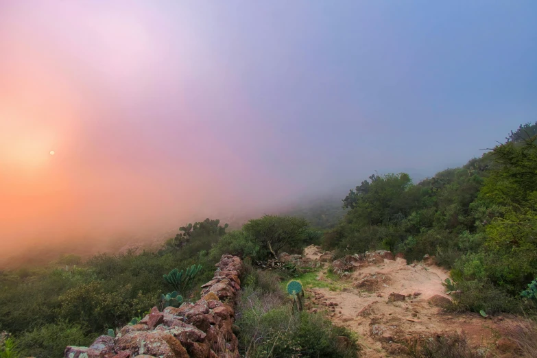 fog and sun rise over an area with green bushes