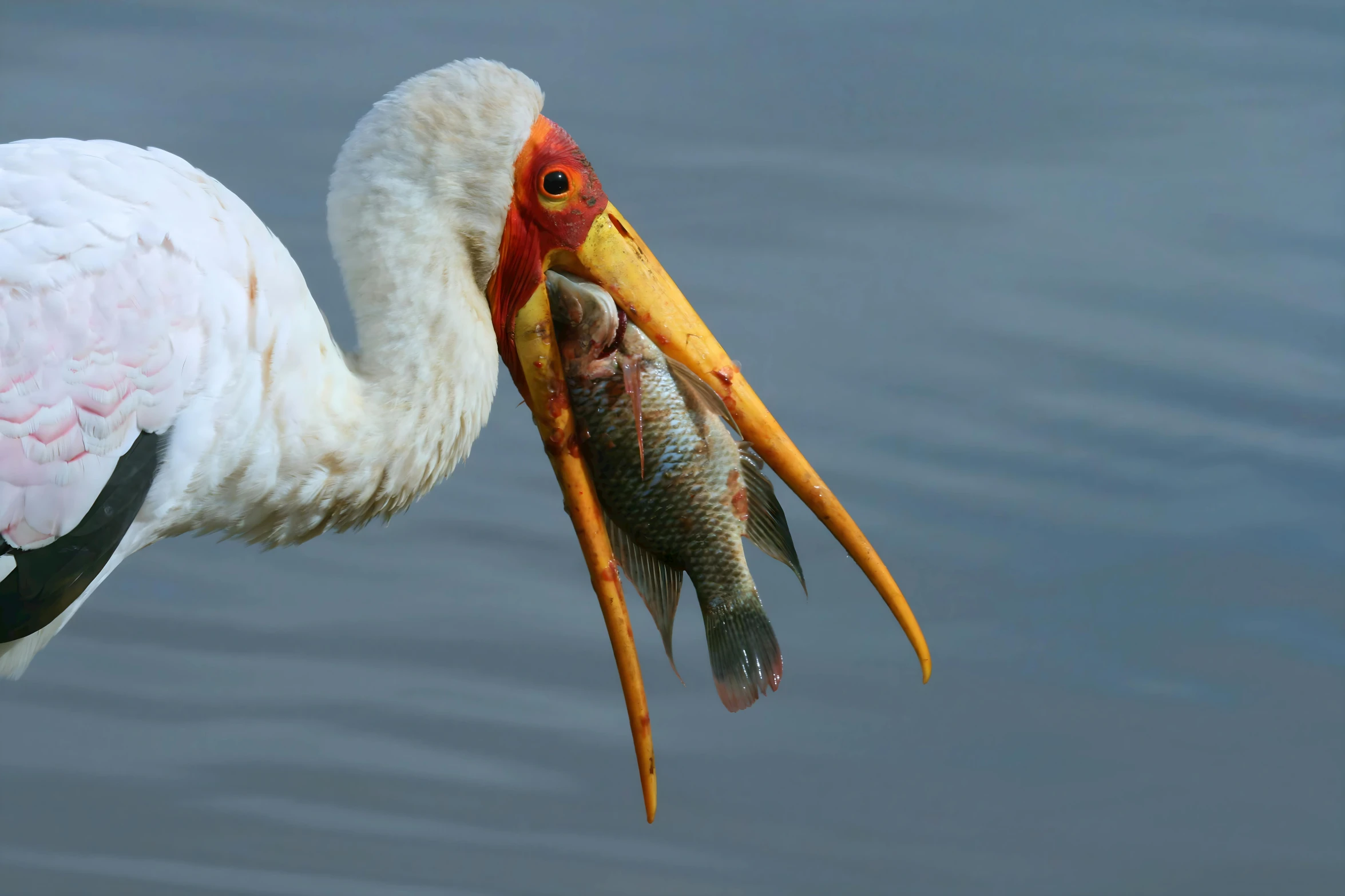 the heron is holding up a fish in its beak