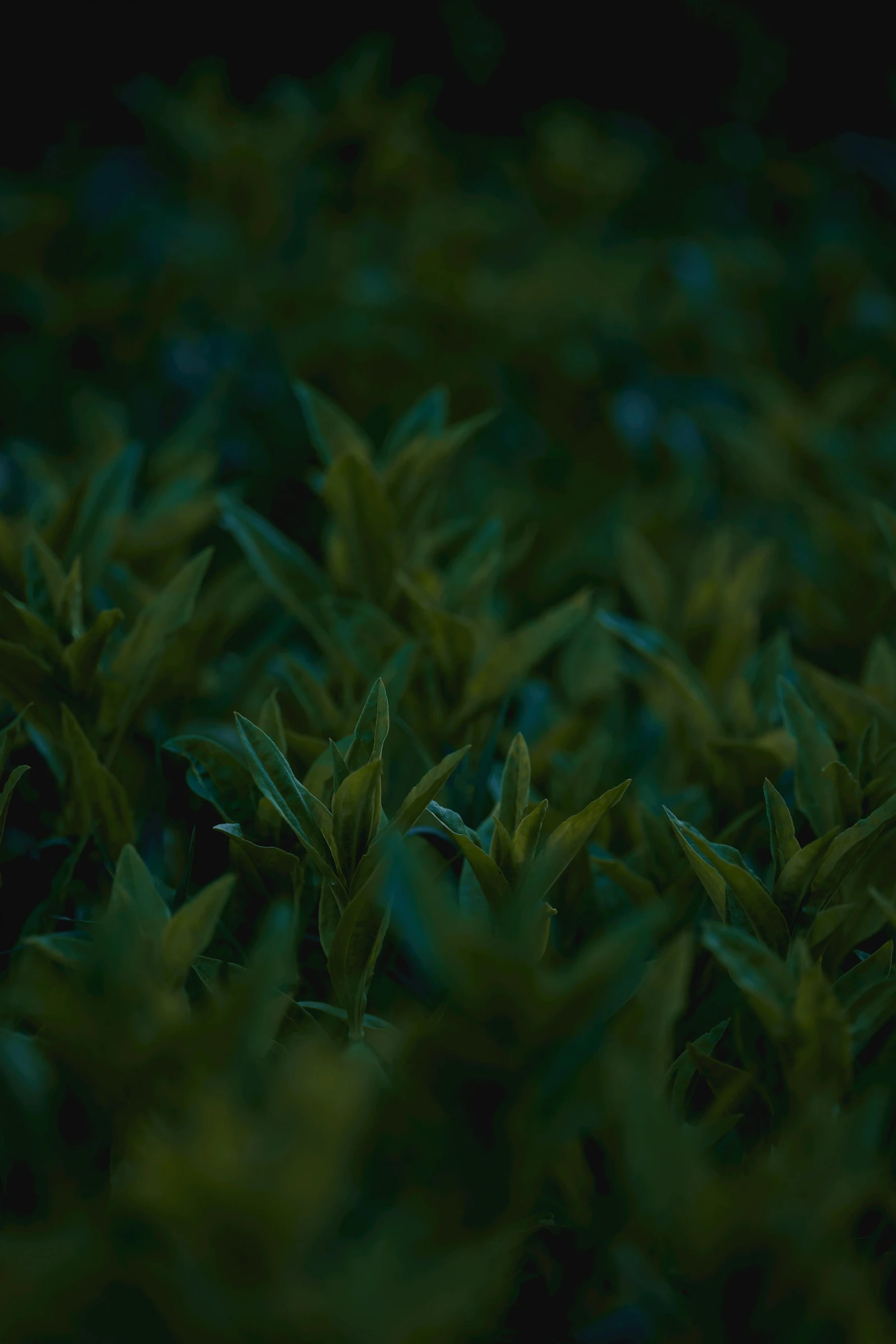 a close up of leaves with the green glow of sunlight on them