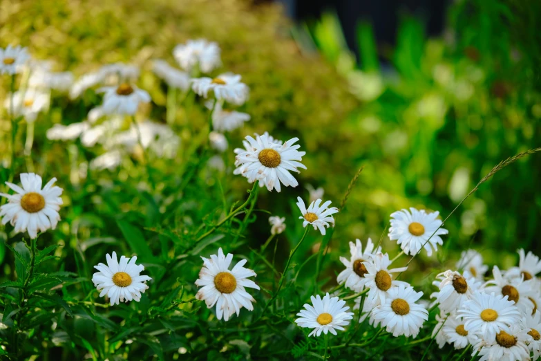 the white daisy is blooming next to the grass