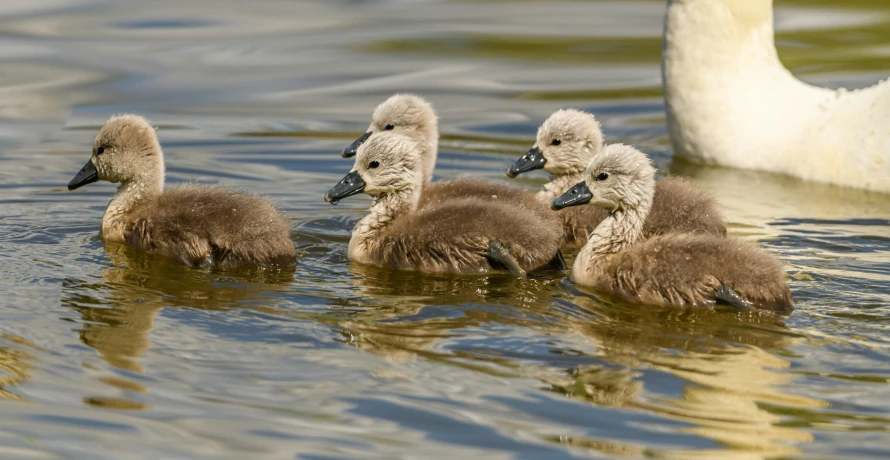 some little baby ducks swimming in the water