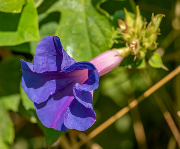 a very pretty blue flower with green leaves