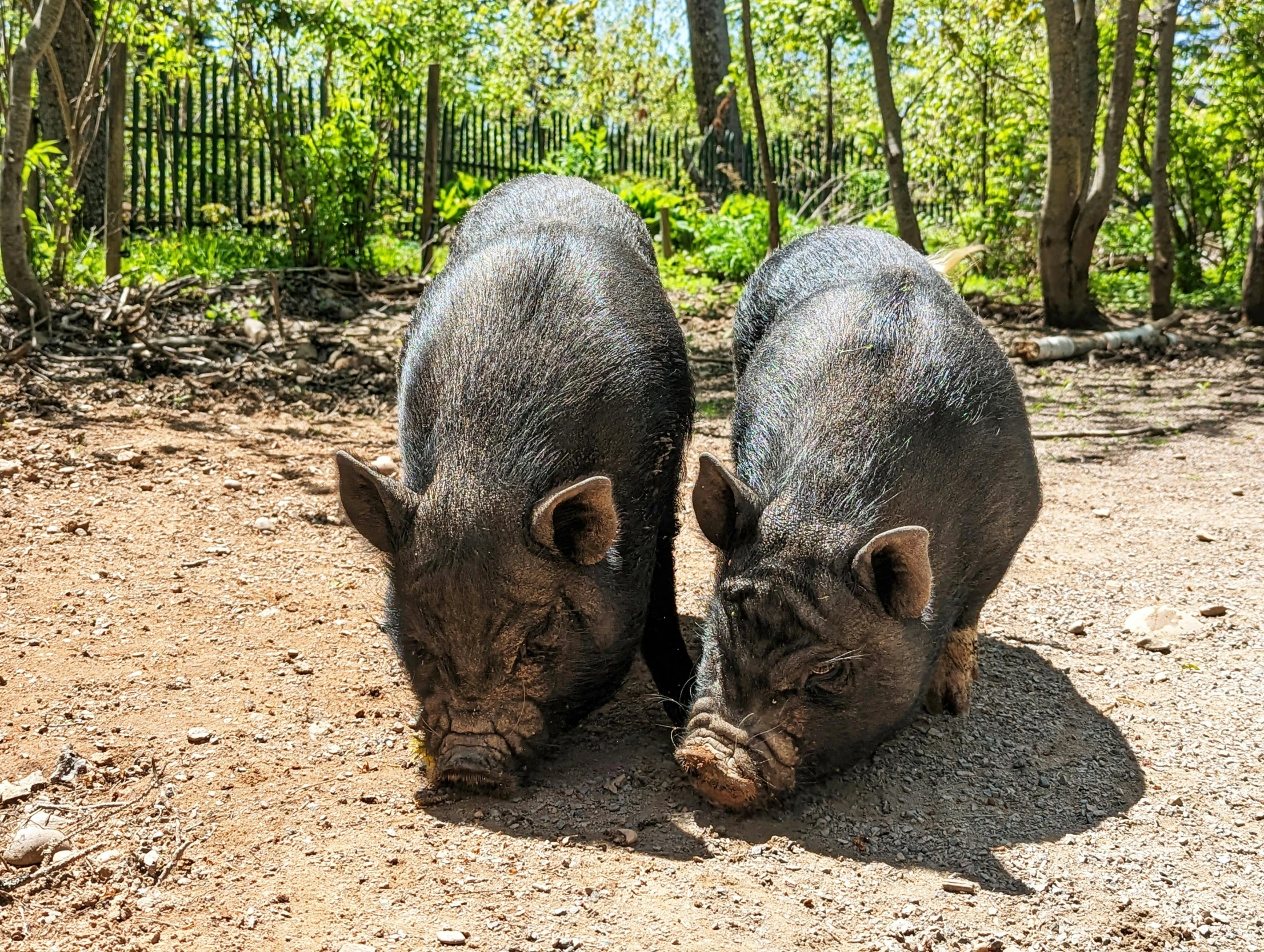 two pigs are fighting on a dirt ground