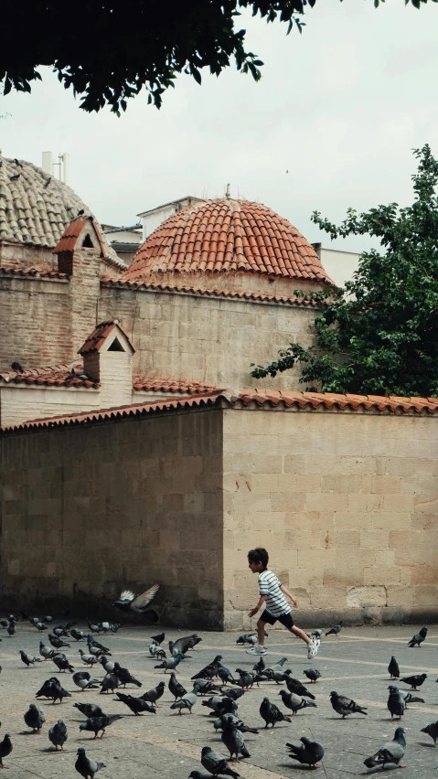 a child is picking seeds from the ground with many birds