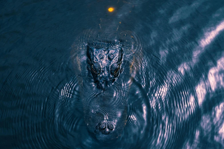 a animal swims in a blue pool of water