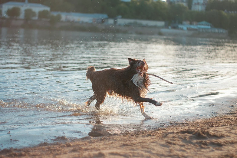 a dog running along the beach on a sunny day