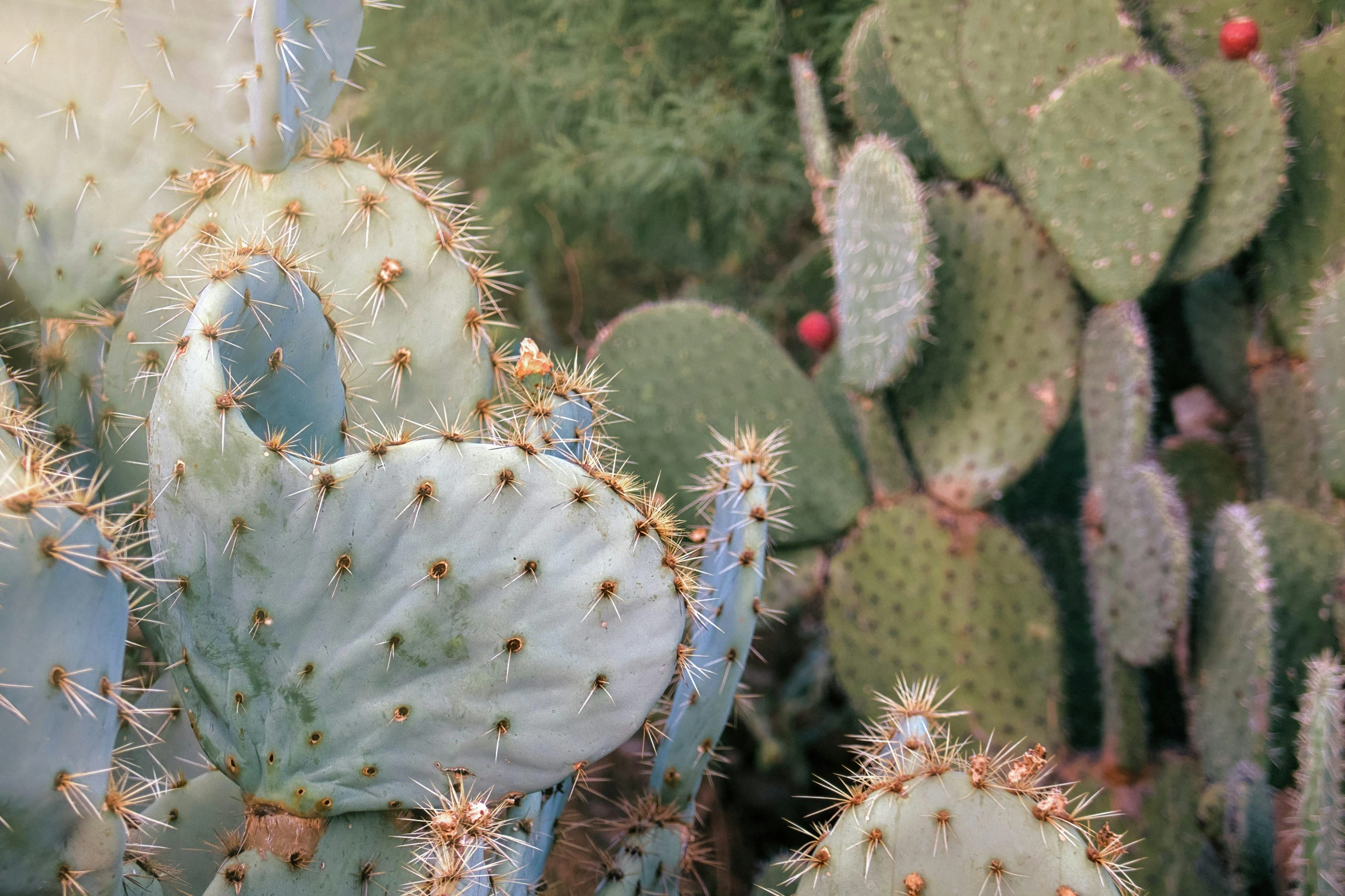 some very pretty green cactuses with little buds